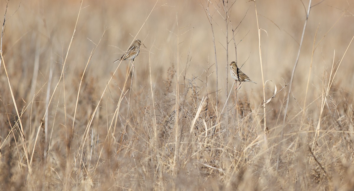 Savannah Sparrow (Savannah) - ML646661453