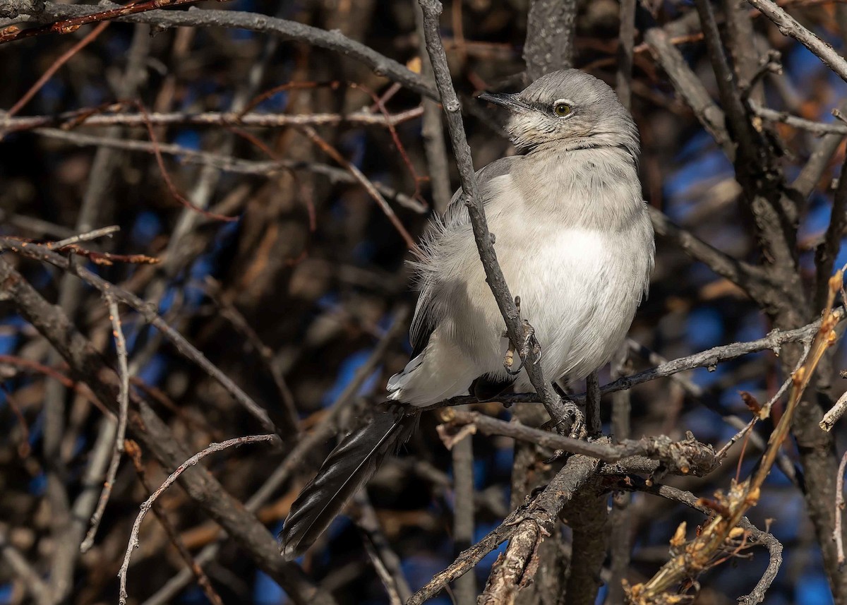 Northern Mockingbird - ML646661454