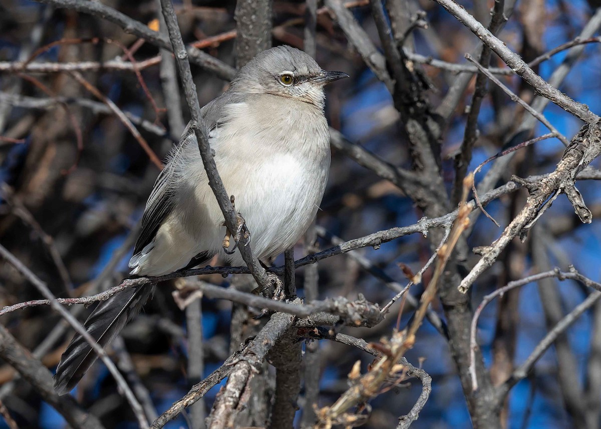Northern Mockingbird - ML646661455