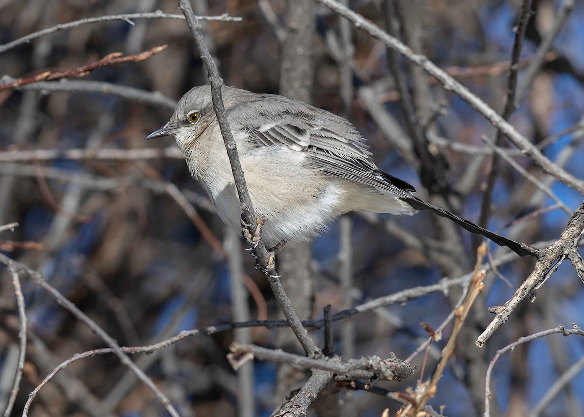 Northern Mockingbird - ML646661456