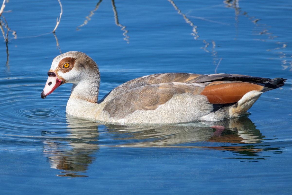 Egyptian Goose - ML646661458