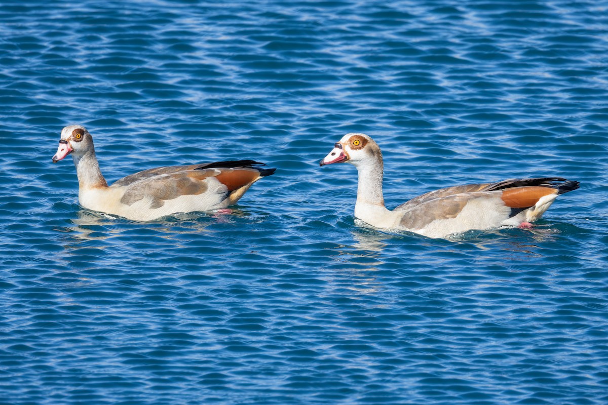 Egyptian Goose - ML646661459
