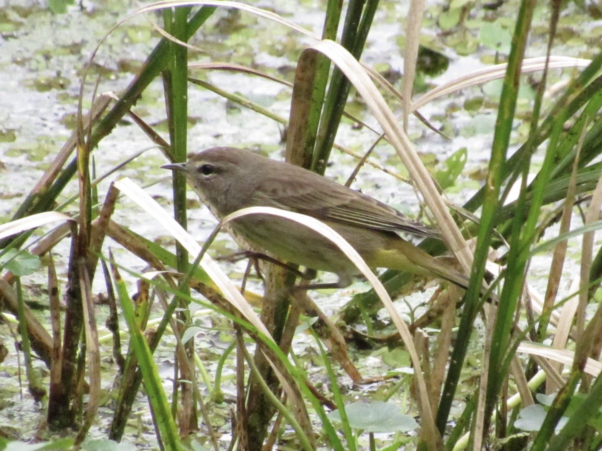 Palm Warbler - ML646661461