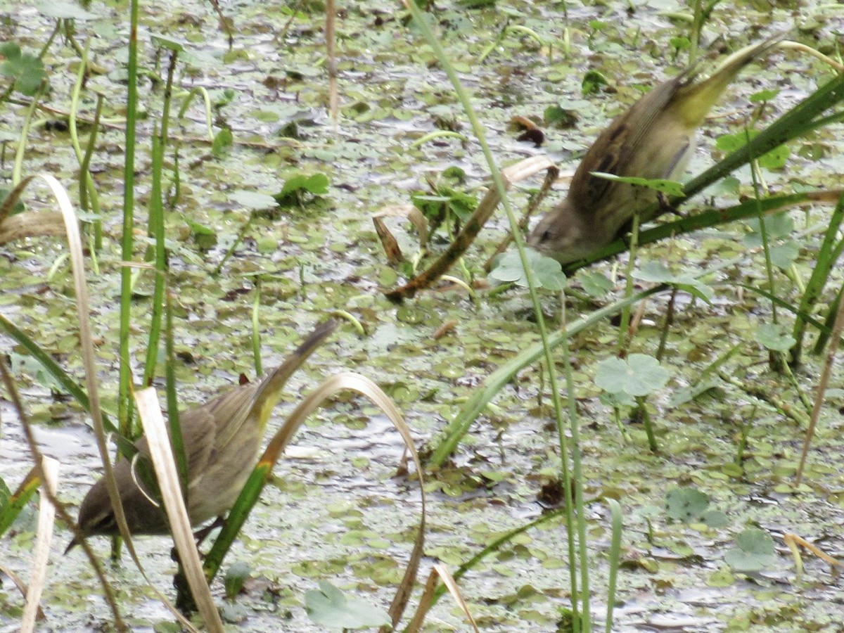 Palm Warbler - ML646661462