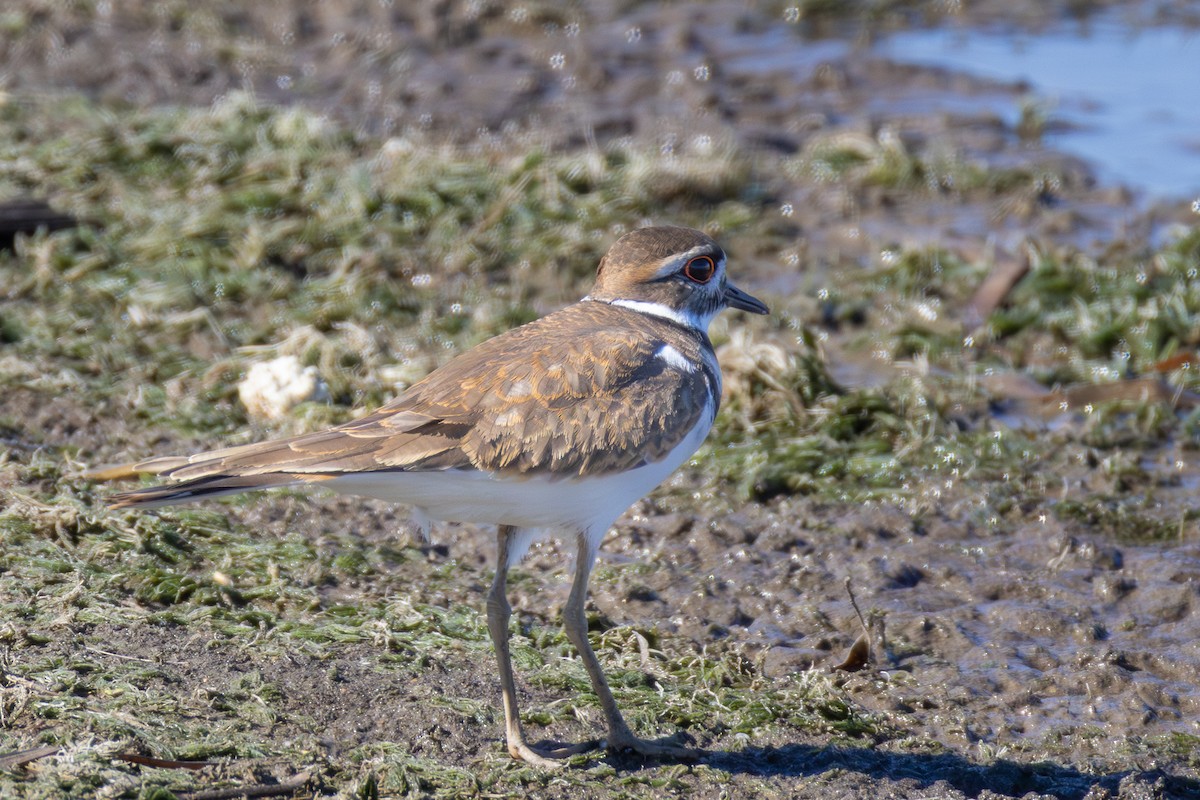 Крикливый зуёк - ML646661464