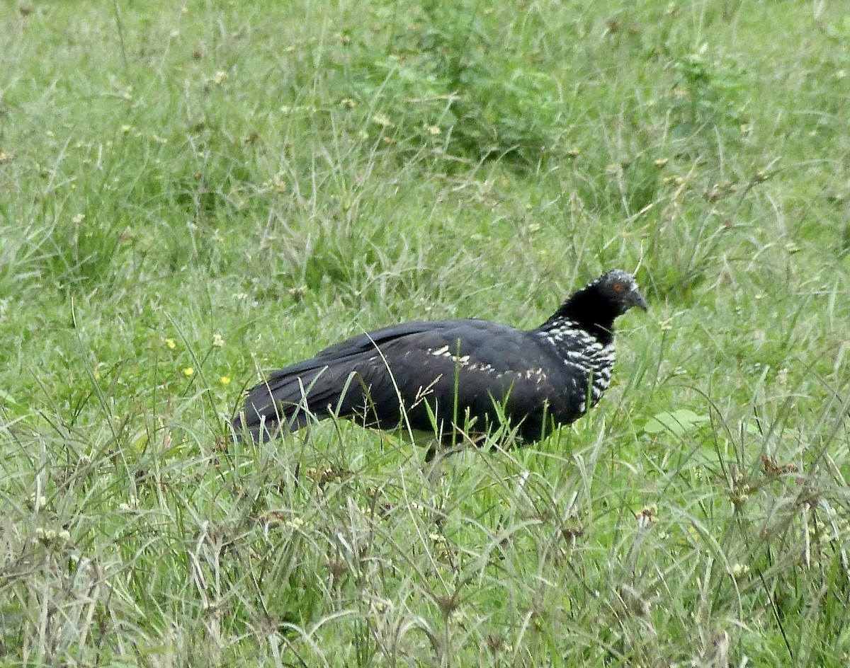 Oihulari adarduna - ML646661467