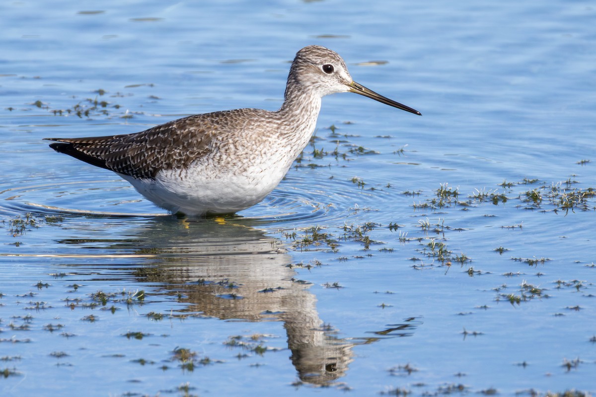 Пёстрый улит - ML646661468