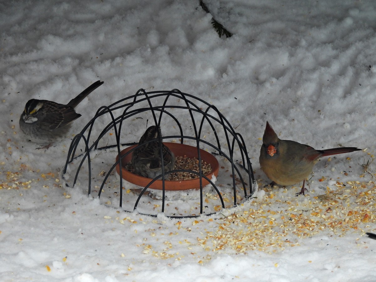 White-throated Sparrow - ML646661469