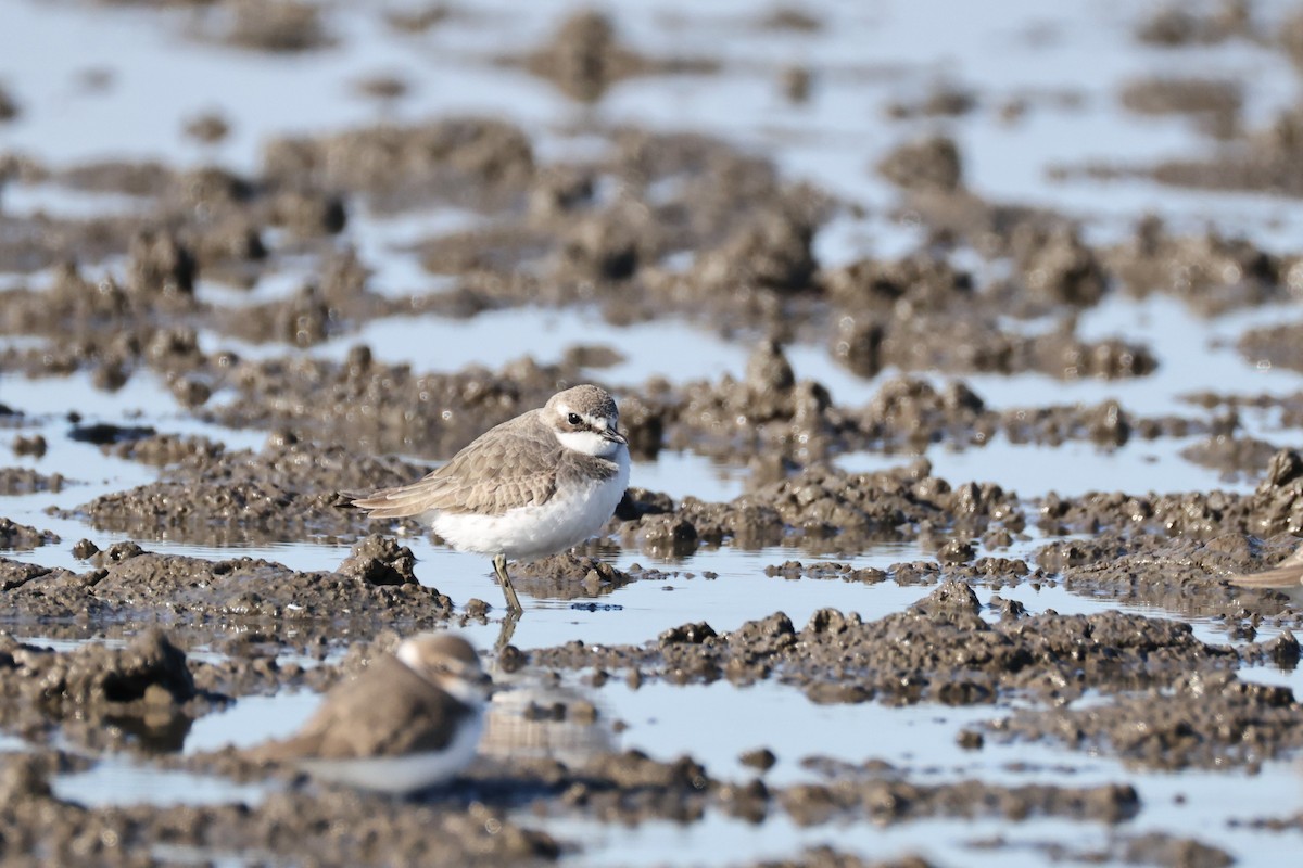 Пісочник сибірський - ML646661471