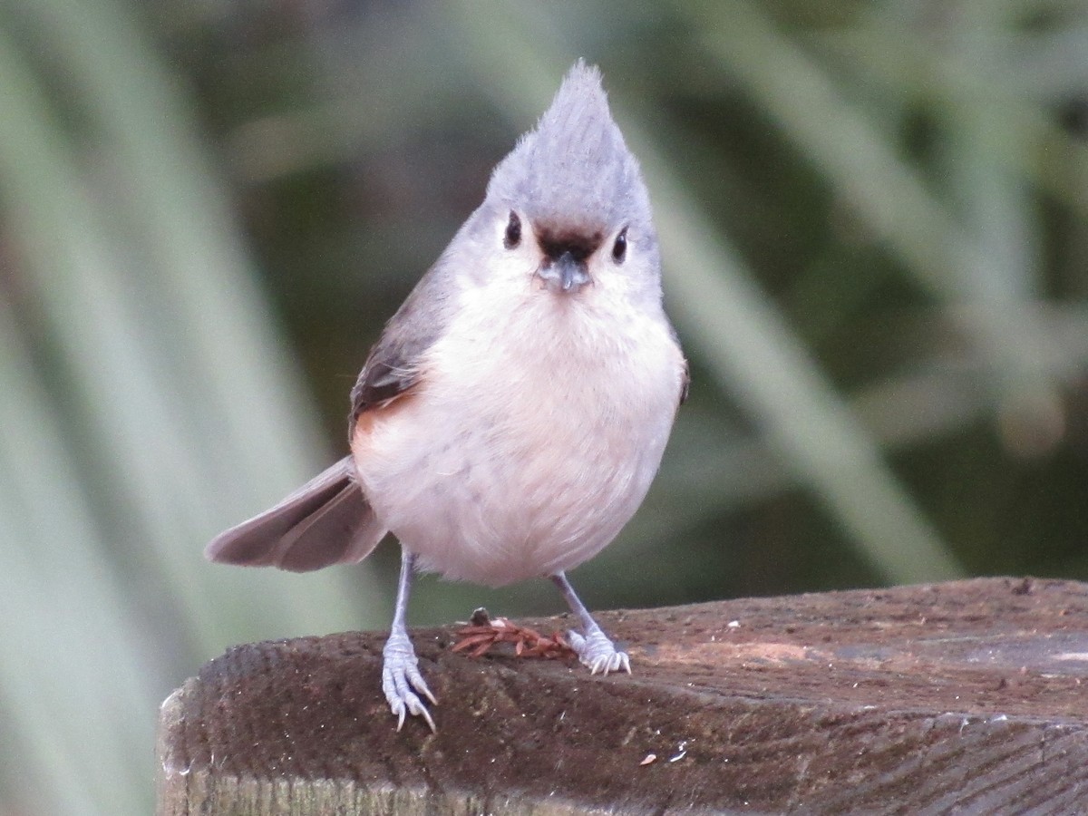 Tufted Titmouse - ML646661473
