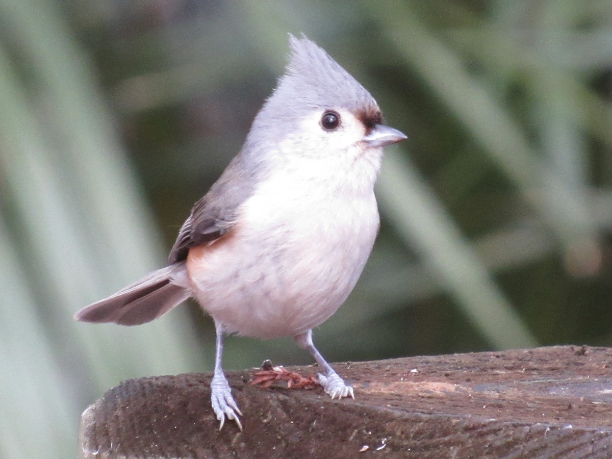Tufted Titmouse - ML646661474