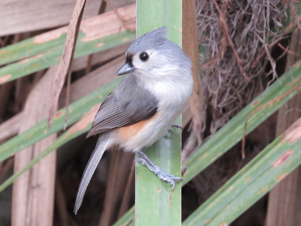 Tufted Titmouse - ML646661475