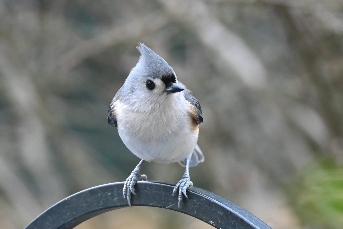 Tufted Titmouse - ML646661479