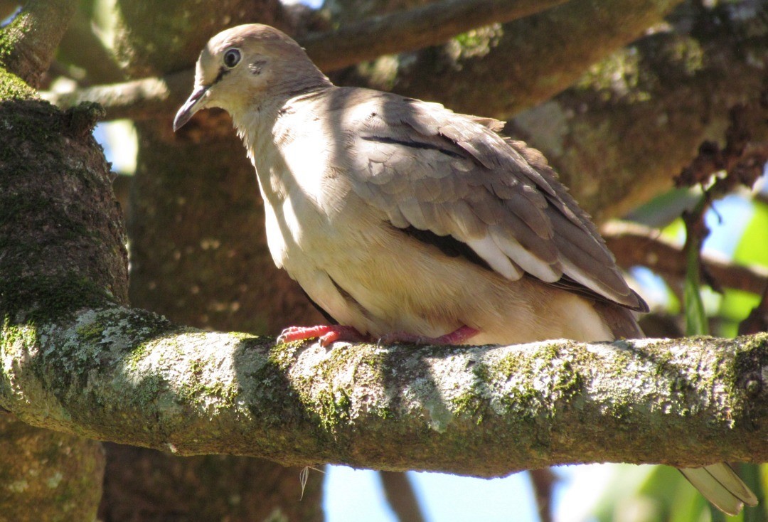 Picui Ground Dove - ML646661481