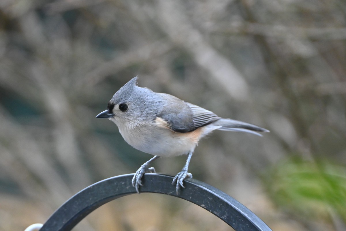 Tufted Titmouse - ML646661482