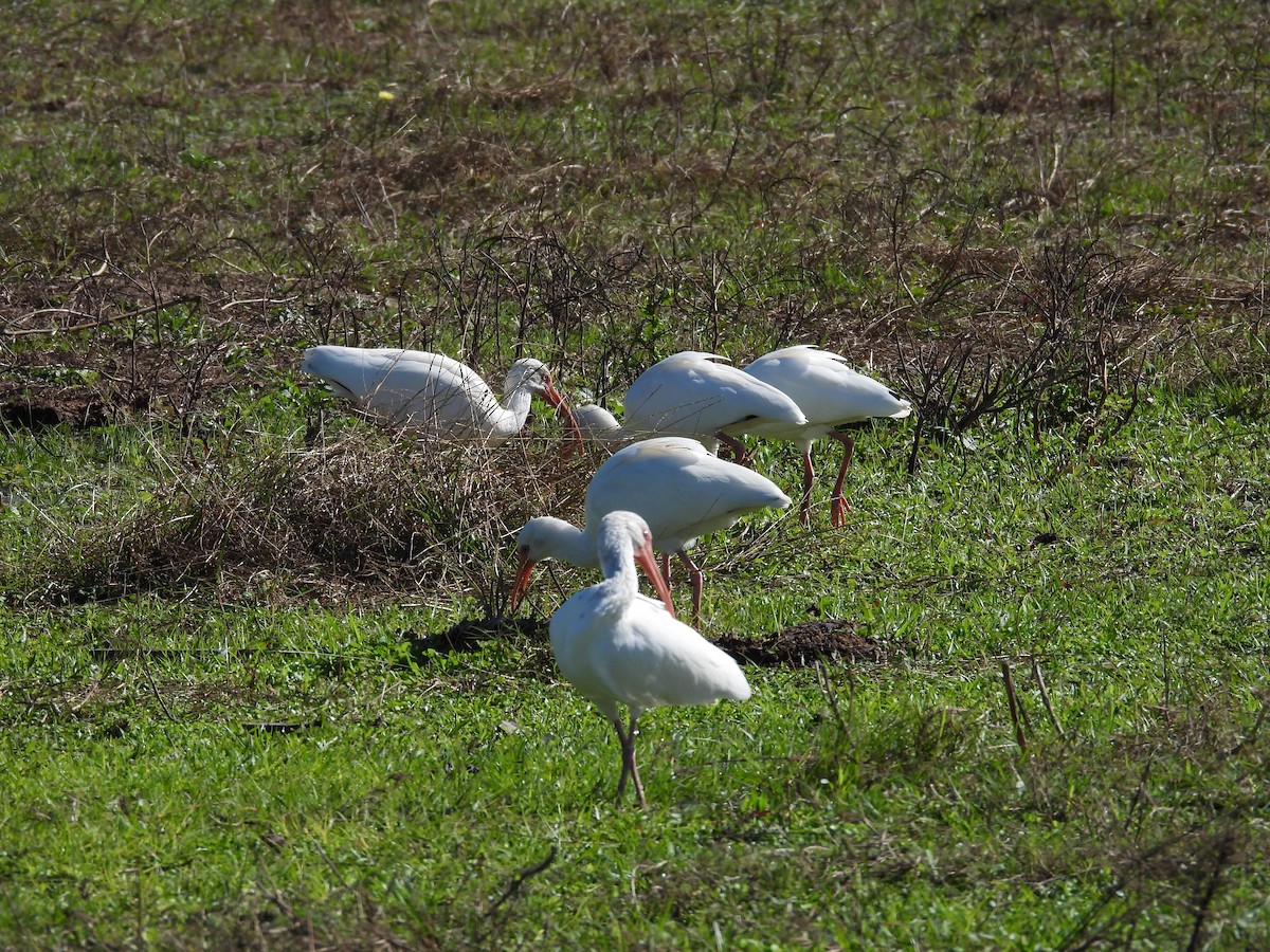 シロトキ - ML646661485