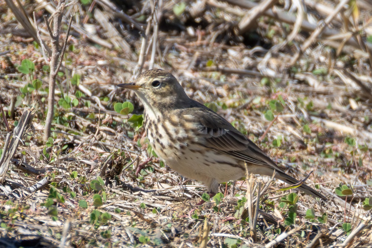 Американский конёк - ML646661486