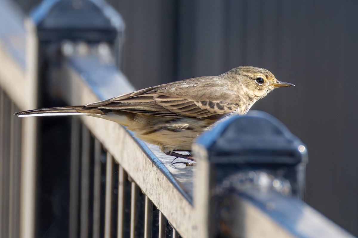 Американский конёк - ML646661488