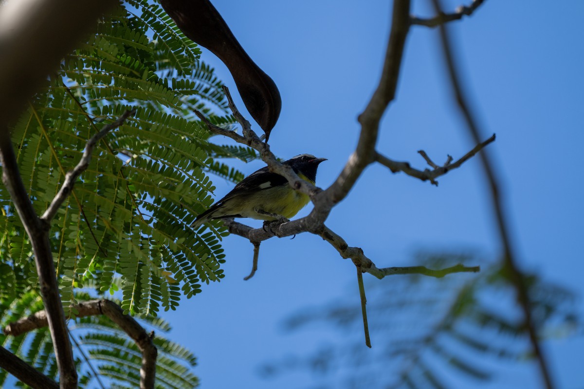 Zuckervogel (aterrima/atrata) - ML646661490