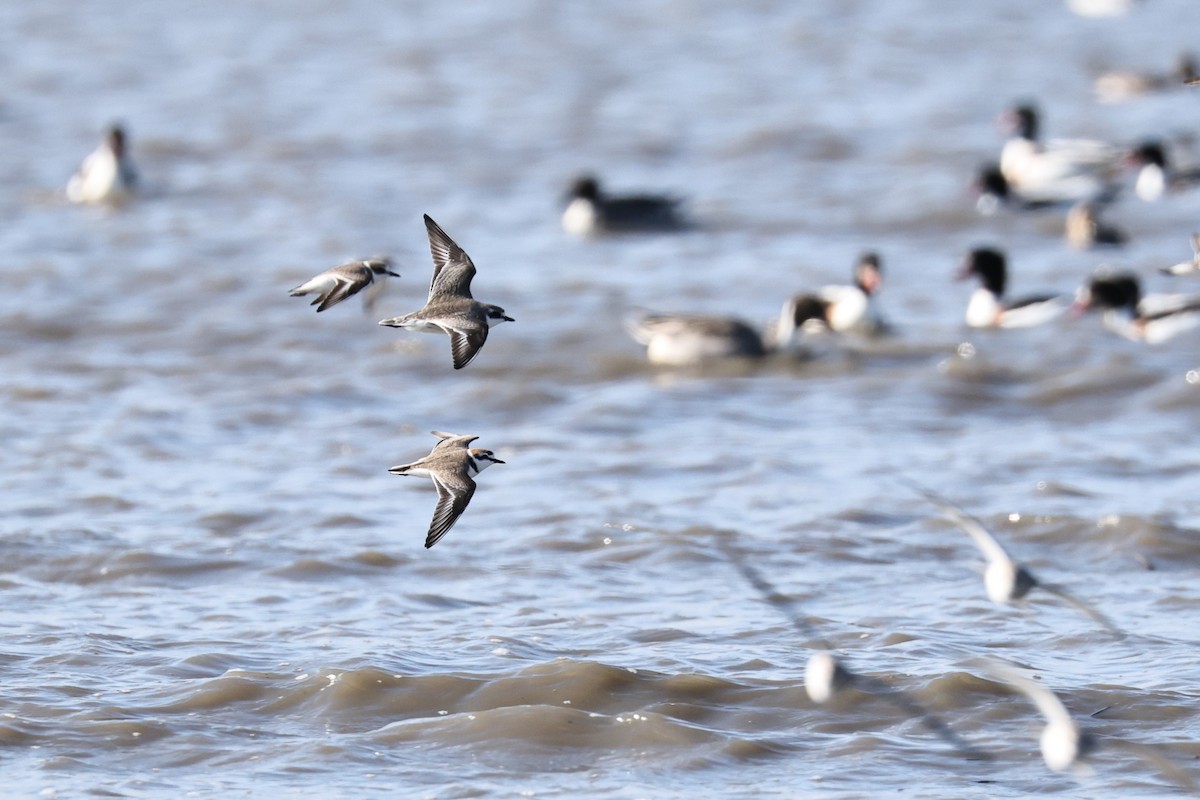 Пісочник морський - ML646661493