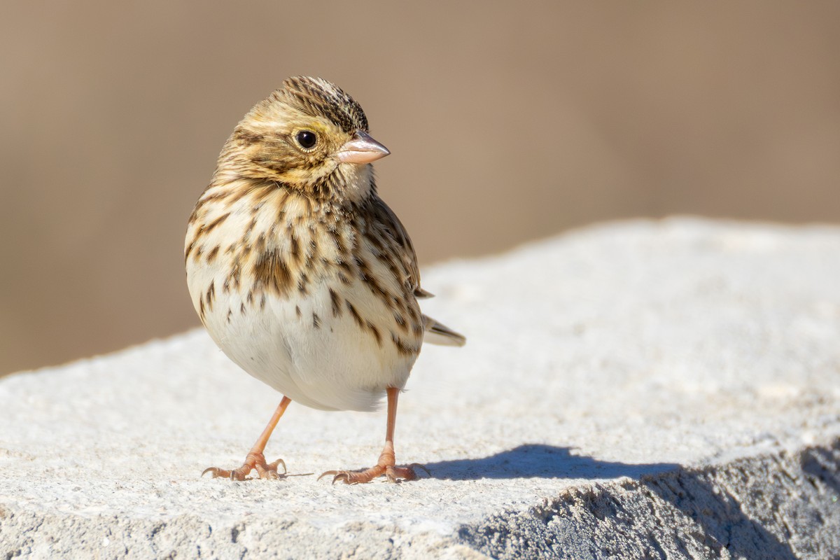 Саванная овсянка - ML646661495