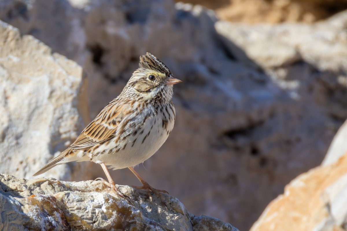 Саванная овсянка - ML646661496