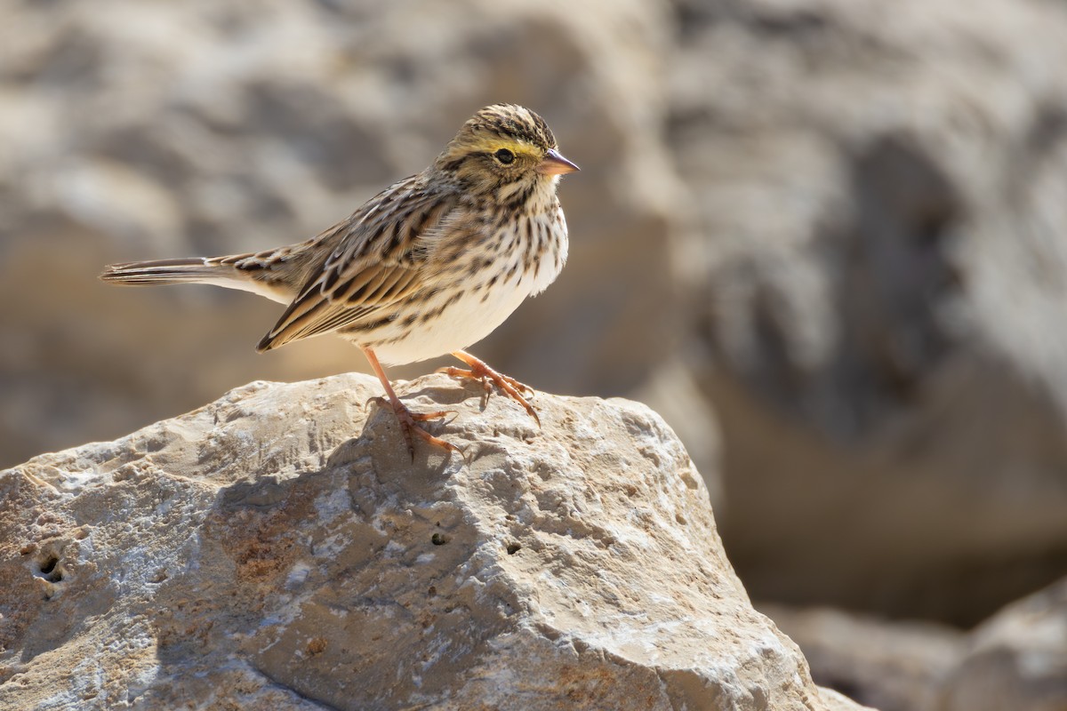 Саванная овсянка - ML646661498