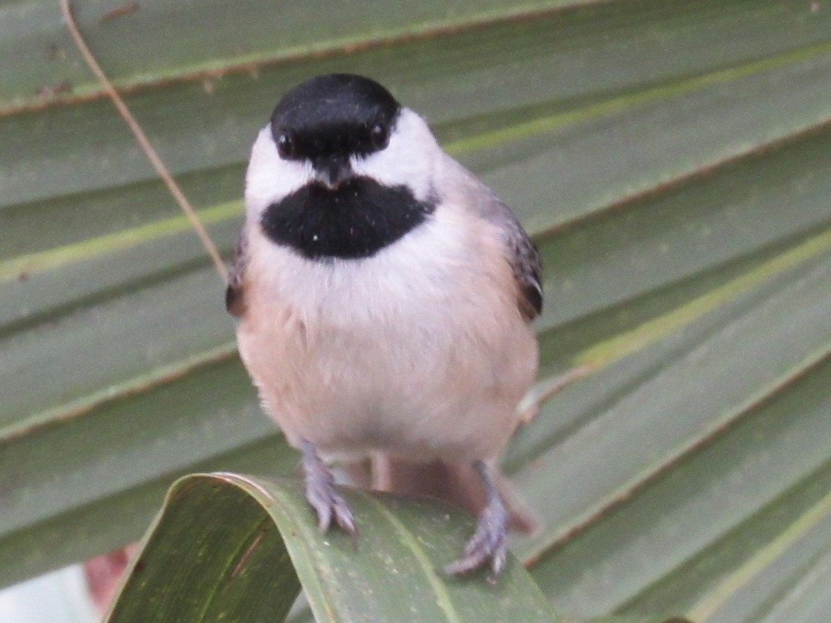 Carolina Chickadee - ML646661500
