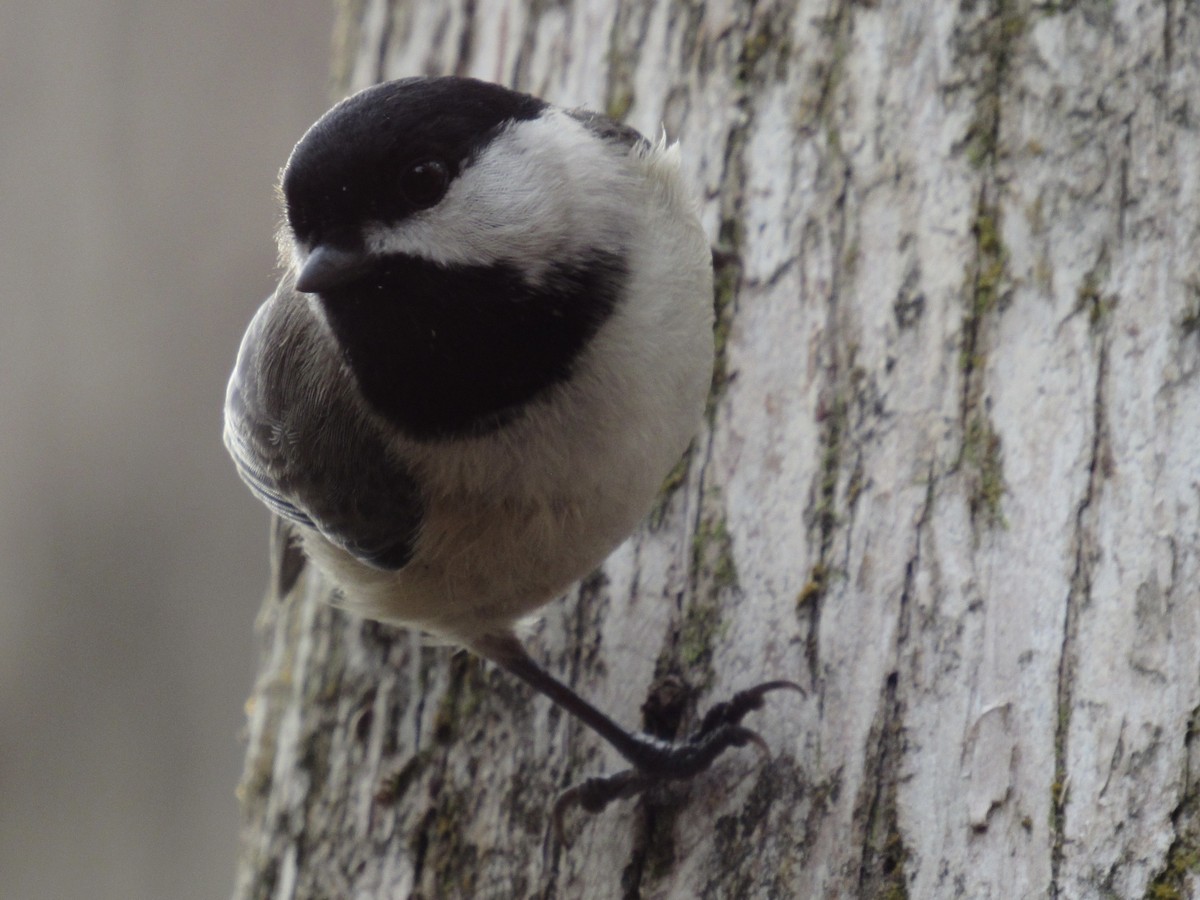 Carolina Chickadee - ML646661501