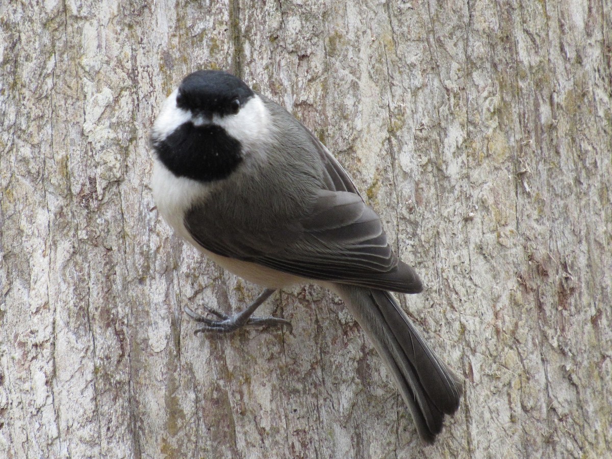 Carolina Chickadee - ML646661502