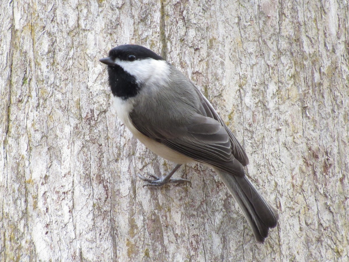 Carolina Chickadee - ML646661503