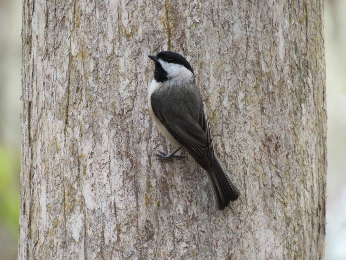 Carolina Chickadee - ML646661504