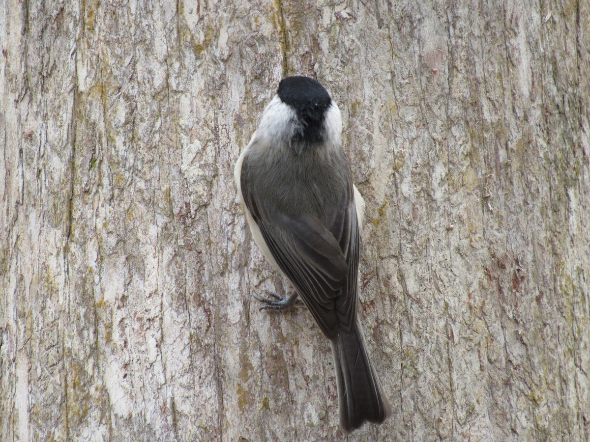 Carolina Chickadee - ML646661505