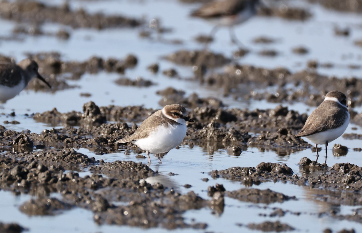 Пісочник морський - ML646661508