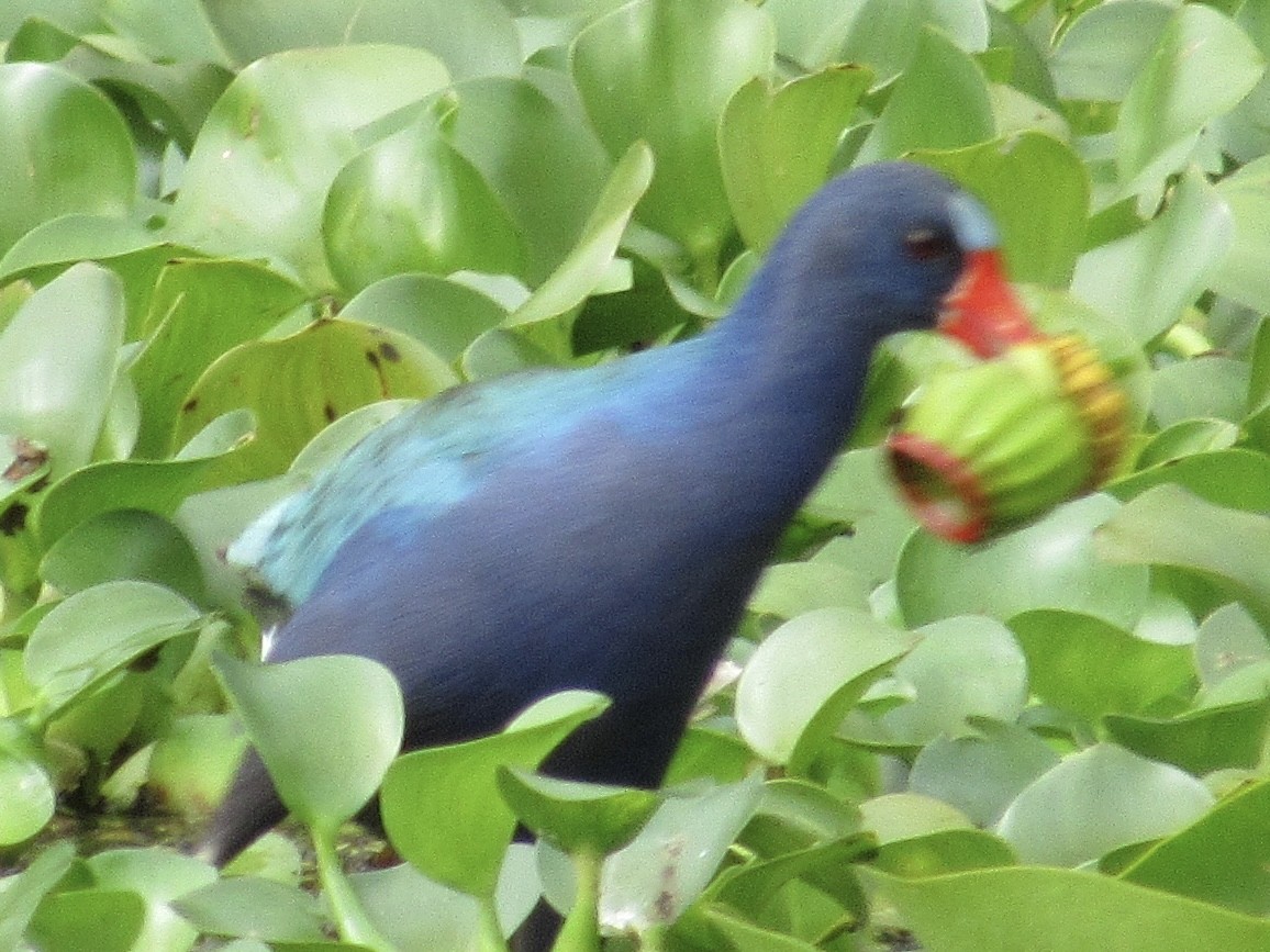 Uroilo urdin amerikarra - ML646661509