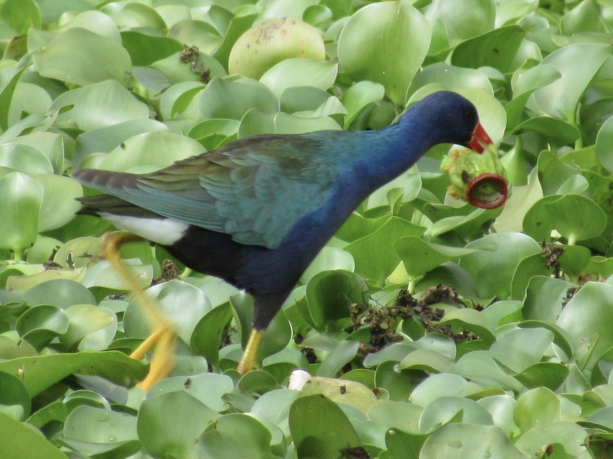 Uroilo urdin amerikarra - ML646661510