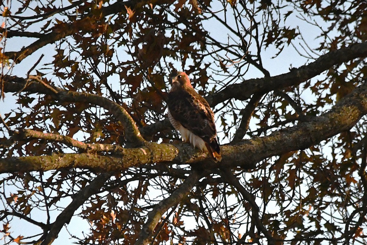 Red-tailed Hawk (borealis) - ML646661512