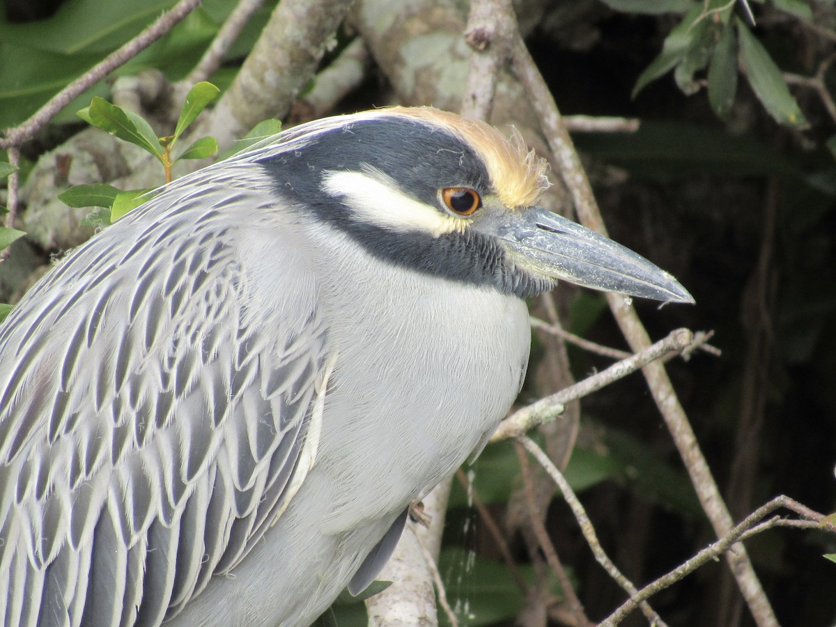 Yellow-crowned Night Heron - ML646661517