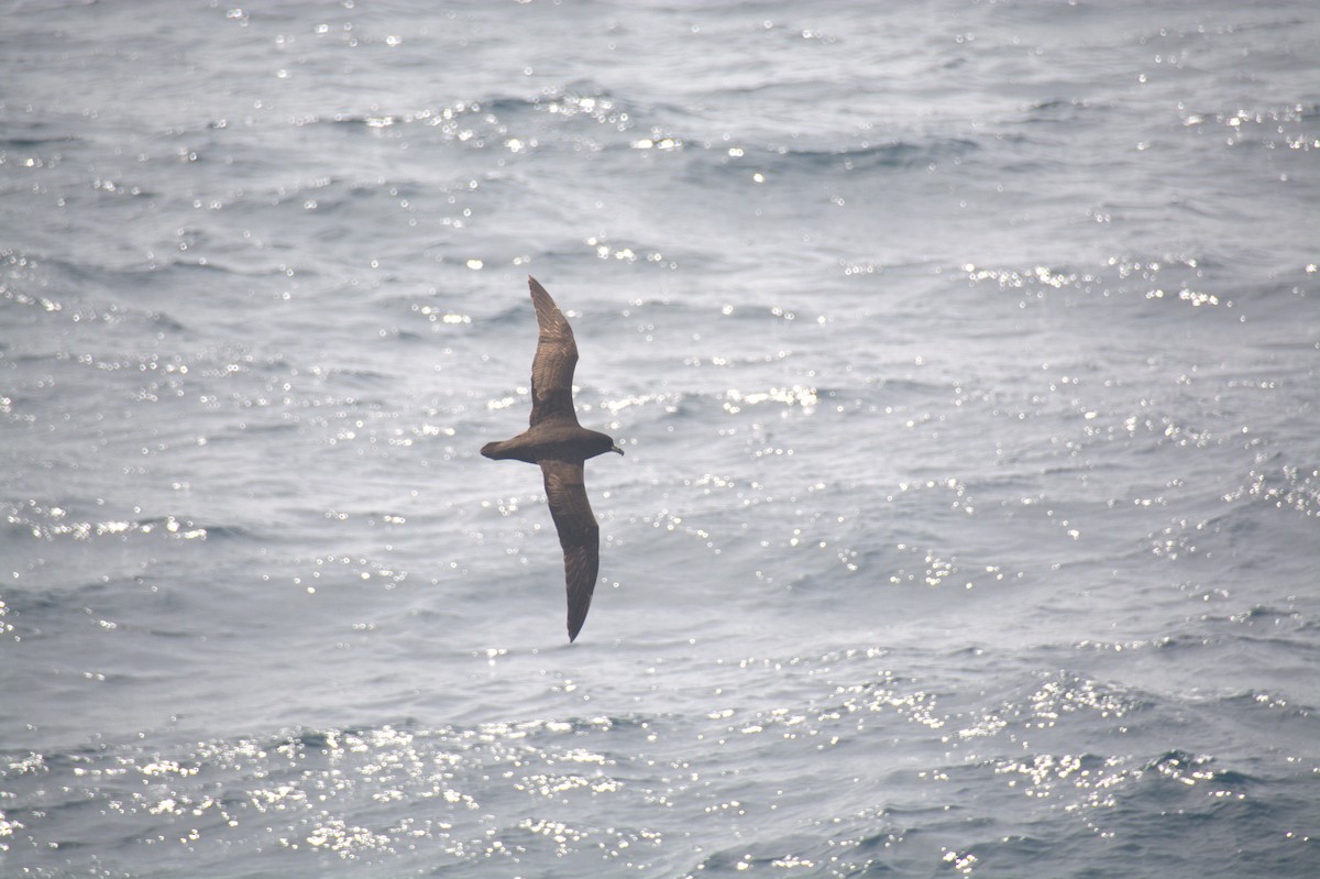 Beyaz Gıdılı Yelkovan - ML646661518