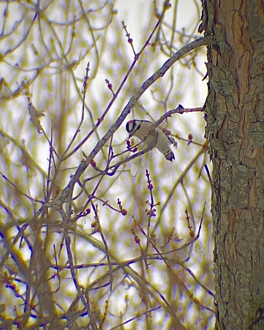 Downy Woodpecker - ML646661521