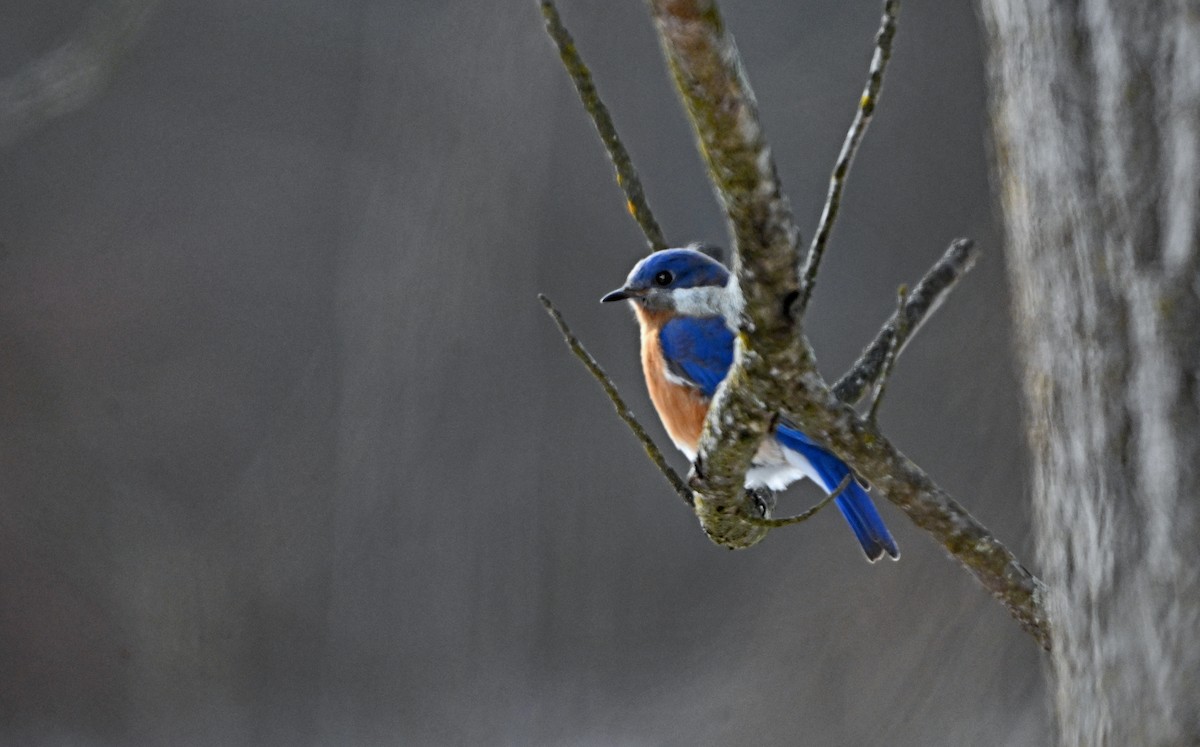 Eastern Bluebird - ML646661527