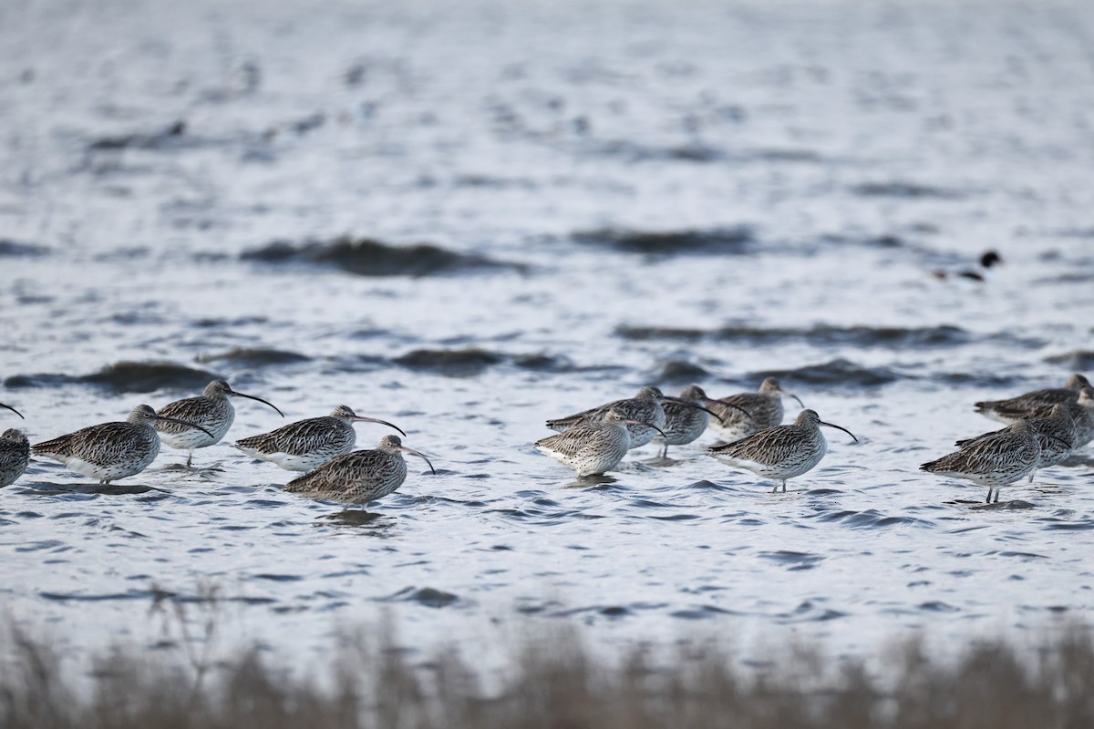 Кульон великий - ML646661528