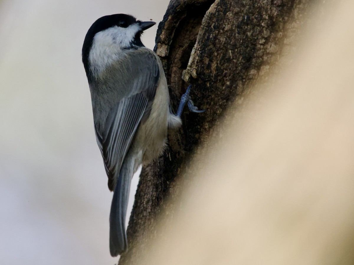 Carolina Chickadee - ML646661529
