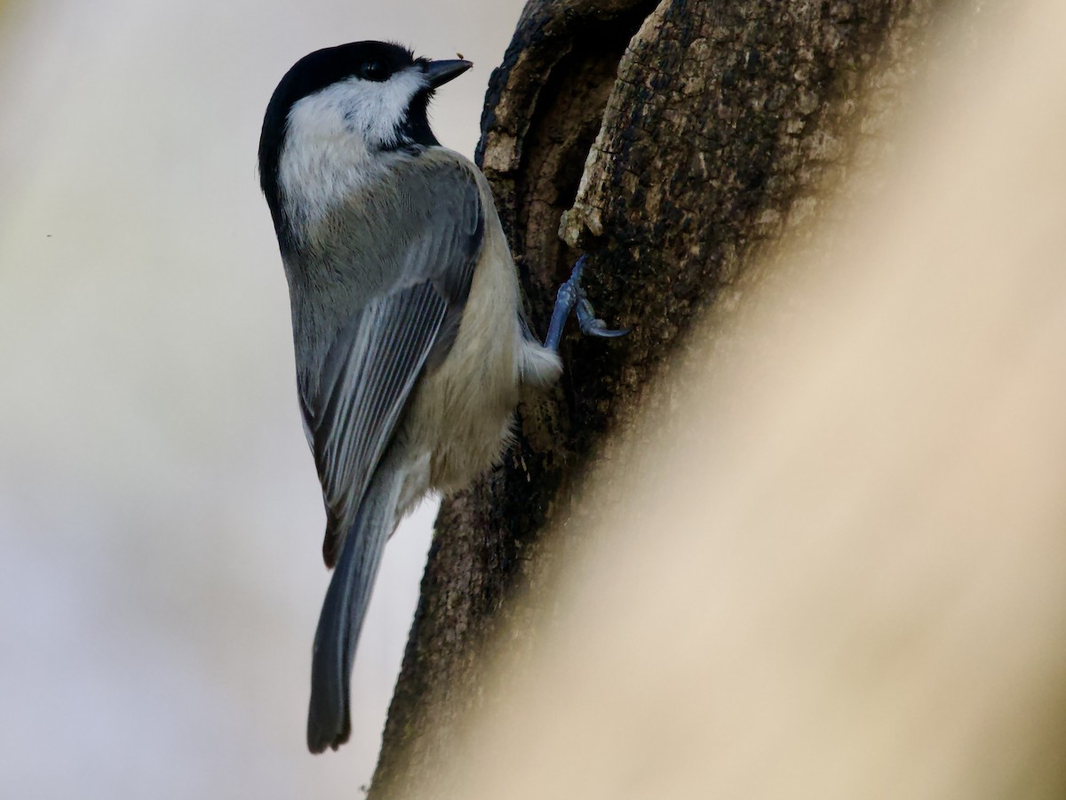 Carolina Chickadee - ML646661530