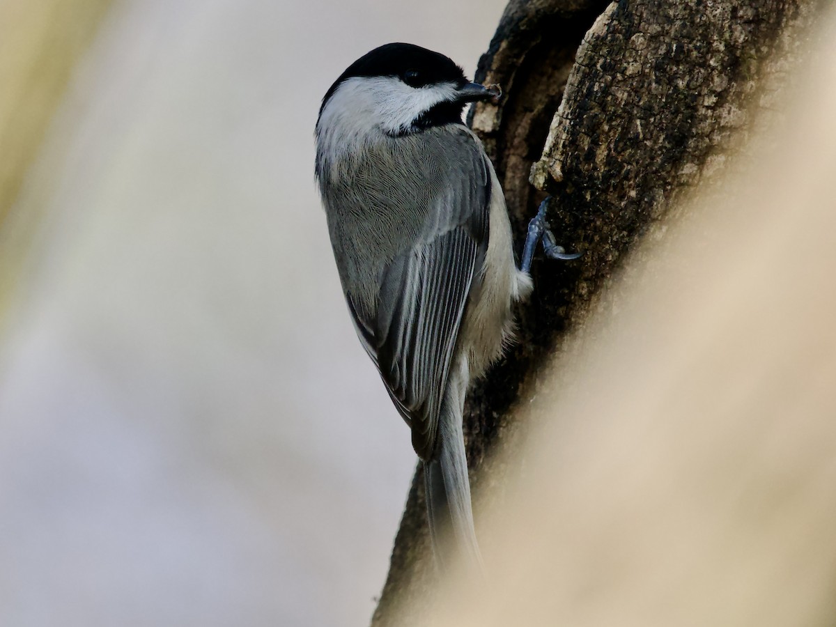 Carolina Chickadee - ML646661531