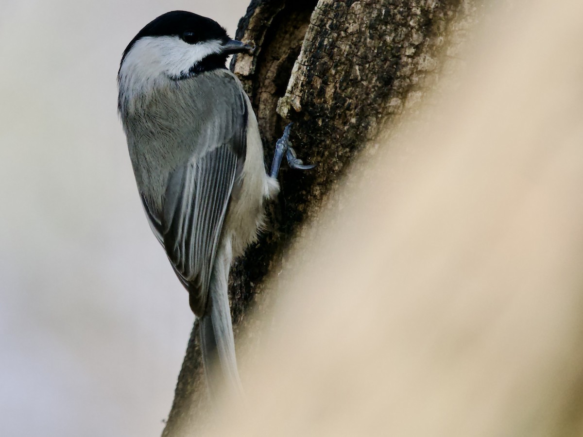 Carolina Chickadee - ML646661532