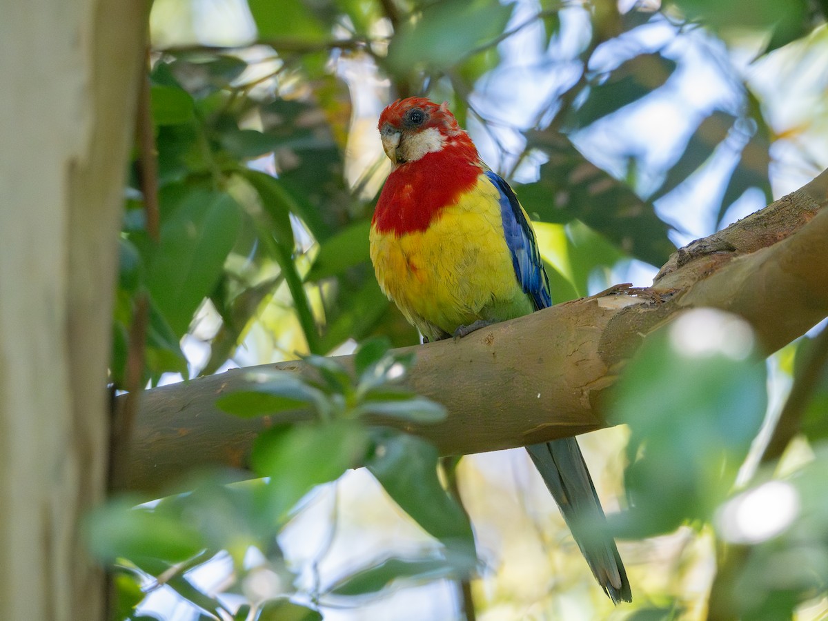 Rosellasittich - ML646661534