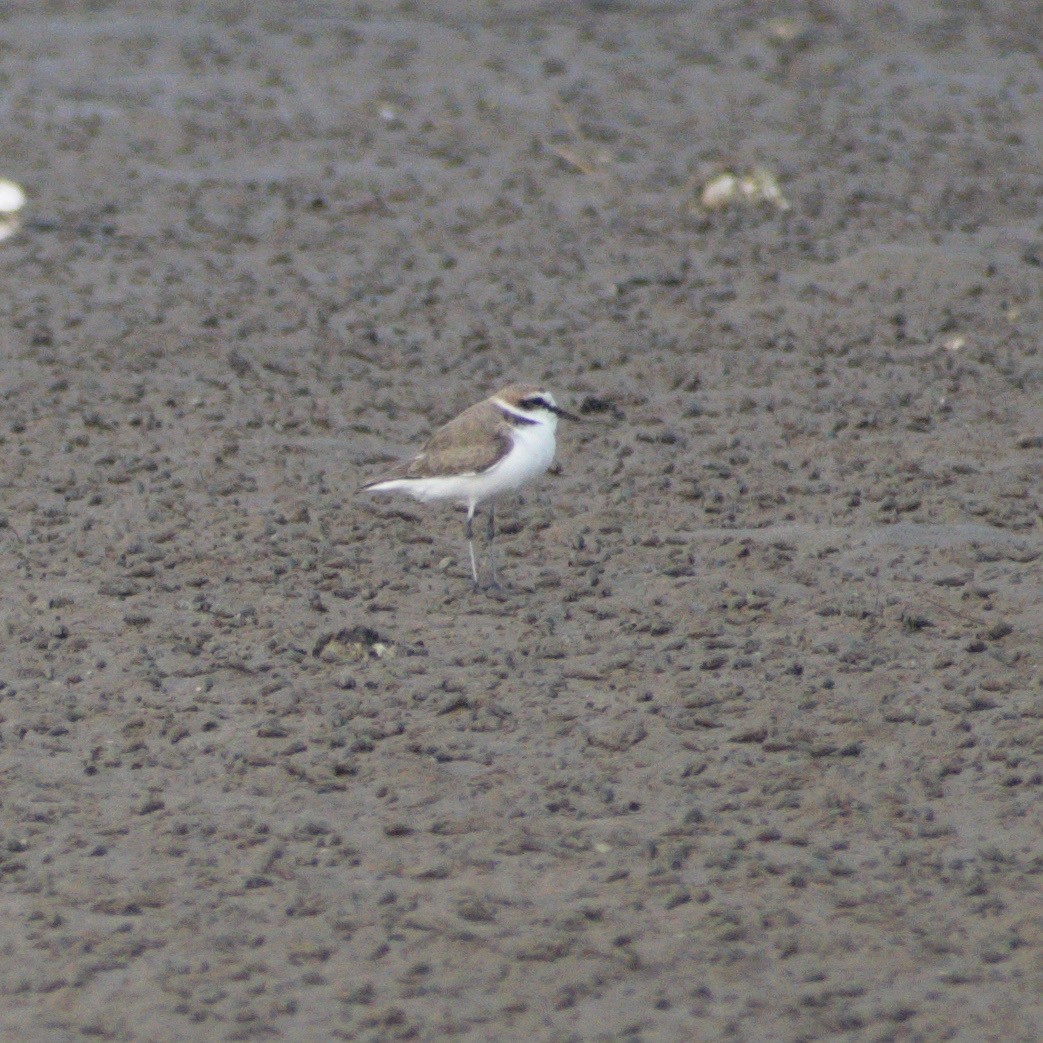 東方環頸鴴 - ML646661537