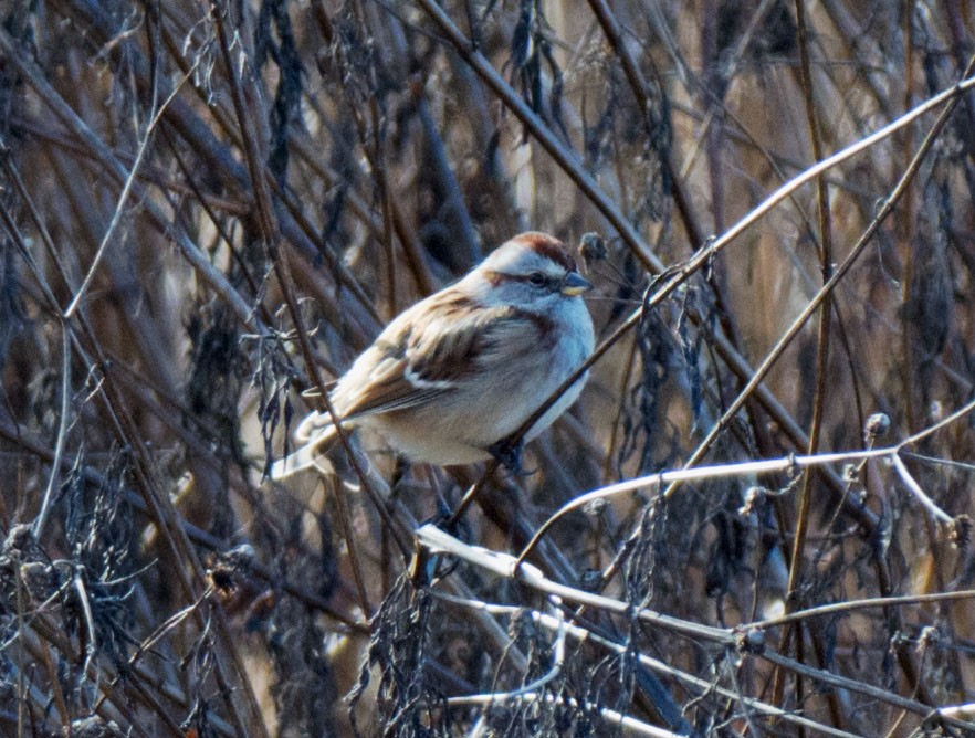 American Tree Sparrow - ML646661539