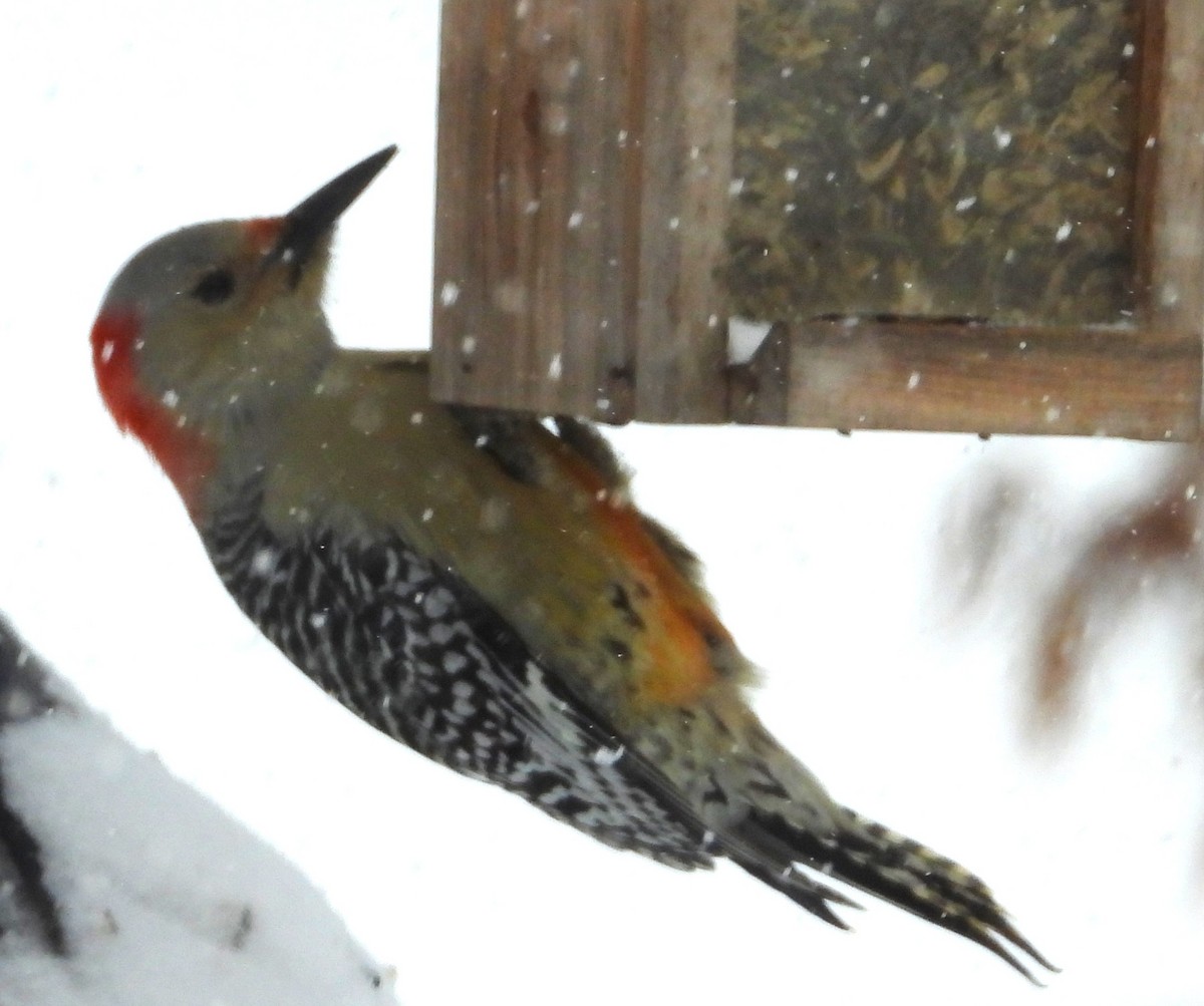 Red-bellied Woodpecker - ML646661541